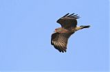 Snail Kite